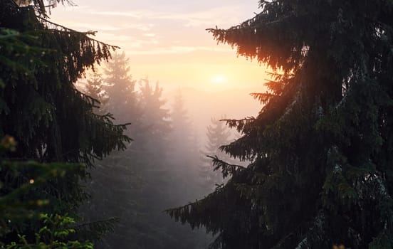 Morning forest in majestic Carphatian mountains. Sun goes through the fog. Beautiful landscape.