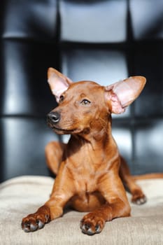 The animal is posing for a portrait and looking directly at the camera, which captures is adorable expression. The poet's fire is soft and fluffy, with distinct markings that show off its unique breed