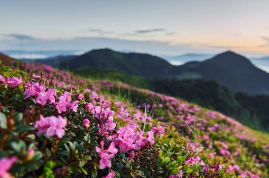 Violet flowers blooming. Majestic Carpathian Mountains. Beautiful landscape of untouched nature.