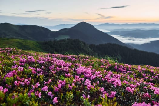 Violet flowers blooming. Majestic Carpathian Mountains. Beautiful landscape of untouched nature.