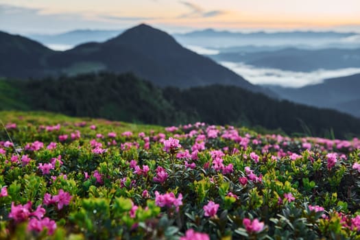 Violet flowers blooming. Majestic Carpathian Mountains. Beautiful landscape of untouched nature.