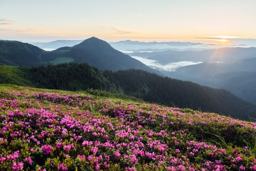 Violet flowers blooming. Majestic Carpathian Mountains. Beautiful landscape of untouched nature.