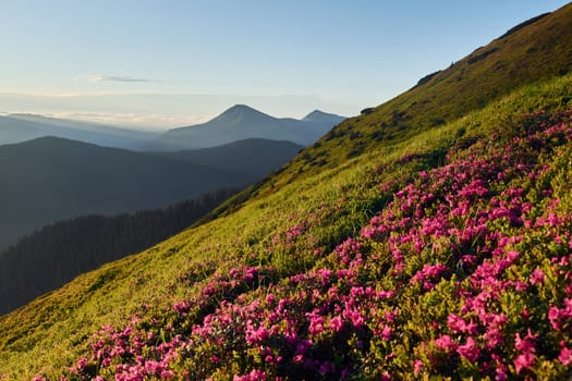 Violet flowers blooming. Majestic Carpathian Mountains. Beautiful landscape of untouched nature.