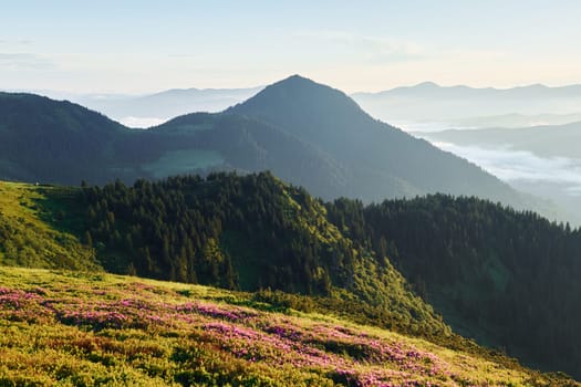 Violet flowers blooming. Majestic Carpathian Mountains. Beautiful landscape of untouched nature.