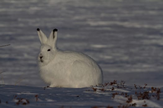 Arctic hare or Lepus arcticus in winter coat staring towards the side with snow in the background, near Arviat, Nunavut, Canada