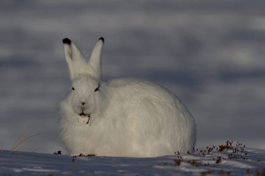 Arctic hare or Lepus arcticus in winter coat chewing on a willow branch with snow in the background, near Arviat, Nunavut, Canada