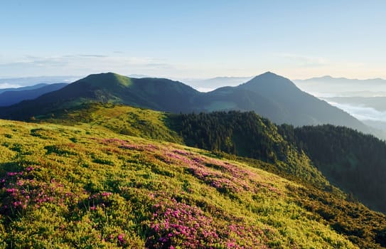 Violet flowers blooming. Majestic Carpathian Mountains. Beautiful landscape of untouched nature.