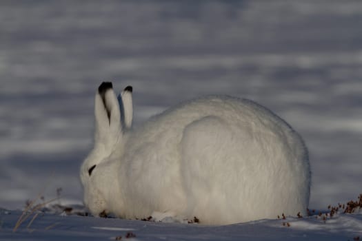 Arctic hare or Lepus arcticus in winter coat chewing on a willow branch with snow in the background, near Arviat, Nunavut, Canada