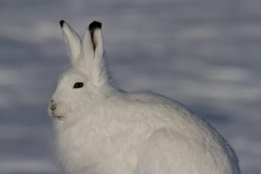 Arctic hare or Lepus arcticus in winter coat forward with snow in the background, near Arviat, Nunavut, Canada