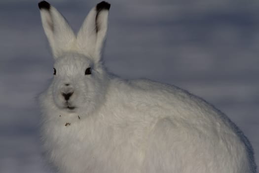 Arctic hare or Lepus arcticus in winter coat staring towards the side with snow in the background, near Arviat, Nunavut, Canada