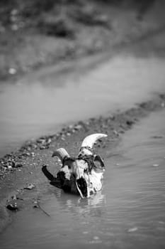 Black and white photo of a domestic goat skull lying in water after heavy rains in the desert of Mongolia