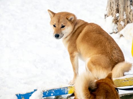 Japanese red coat dog is in winter forest. Portrait of beautiful Shiba inu male standing in the forest on the snow and trees background. High quality photo. Walk in winter