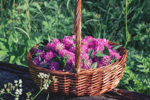 Basket with pink clover flowers collected for drying.