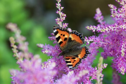 Butterfly urticaria on pink astilba in the garden.