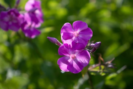 Pink phlox on a background of green foliage.