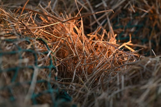 Hay illuminated by the evening sun partly covered by a green net