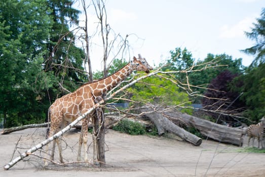 A giraffe is standing in a field with trees and a tree that has fallen on it. High quality photo