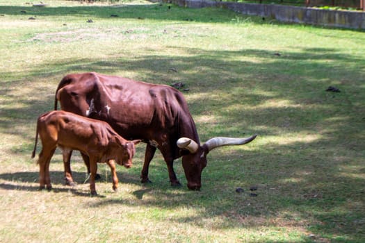A brown cow Ankole with a large horn is eating grass. High quality photo