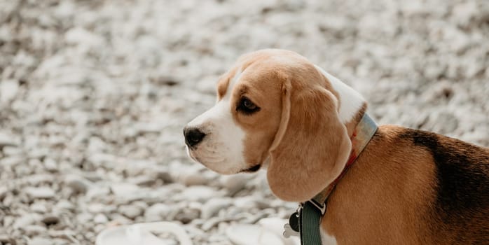 Ginger dog with white spots is resting on a pebble beach near the sea on a sunny day.