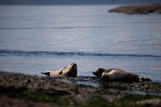 Harbor Seal or Common Seal, Phoca vitulina, in British Columbia Canada hauled out on rocks, Cabbage Island, Gulf Islands, Canada