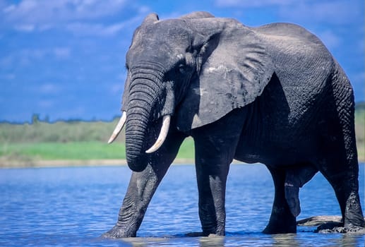 Elephant (Loxodonta africana), Selous Game Reserve, Morogoro, Tanzania, Africa