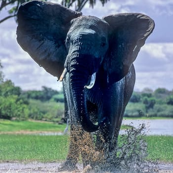 Elephant (Loxodonta africana), Selous Game Reserve, Morogoro, Tanzania, Africa
