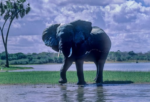 Elephant (Loxodonta africana), Selous Game Reserve, Morogoro, Tanzania, Africa