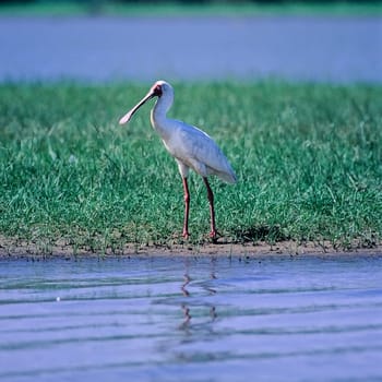 African Spoonbill (Platalea alba), Selous Game Reserve, Morogoro, Tanzania, Africa