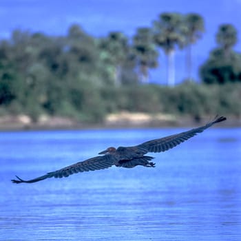 Purple Heron (Ardea purpurea), Selous Game Reserve, Morogoro, Tanzania, Africa