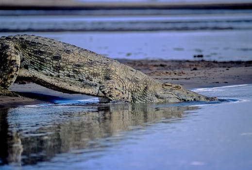 Nile Crocodile (Crocodylus niloticus), Selous Game Reserve, Morogoro, Tanzania, Africa