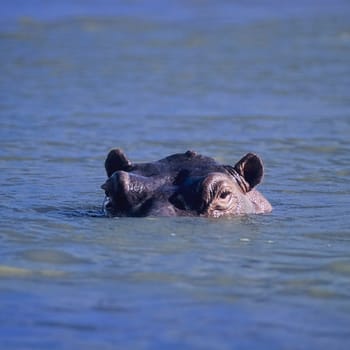 Hippopotamus (Hippopotamus amphibius), Selous Game Reserve, Morogoro, Tanzania, Africa