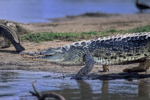 Nile Crocodile (Crocodylus niloticus), Selous Game Reserve, Morogoro, Tanzania, Africa