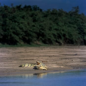 Nile Crocodile (Crocodylus niloticus), Selous Game Reserve, Morogoro, Tanzania, Africa