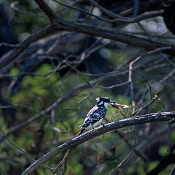 Pied Kingfisher (Ceryle rudis), Selous Game Reserve, Morogoro, Tanzania, Africa