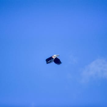 African Fish Eagle (Haliaeetus vocifer), Selous Game Reserve, Morogoro, Tanzania, Africa