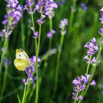 Beautiful yellow Gonepteryx rhamni or common brimstone butterfly on a purple lavender flower in a sunny garden.