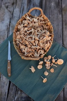 photograph of a basket with mushrooms and a nearby knife. High quality photo