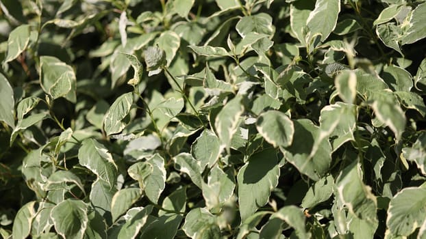 Silver and Gold Red-osier Dogwood leaves - Latin name - Cornus sericea Silver and Gold