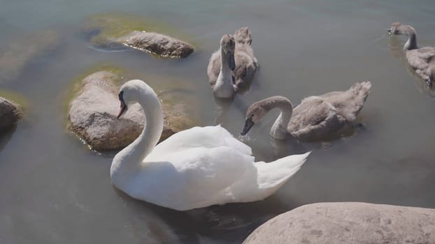 A swan with chicks swimming close to shore