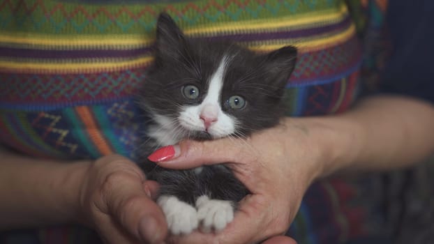 A black and white kitten in a woman's arms
