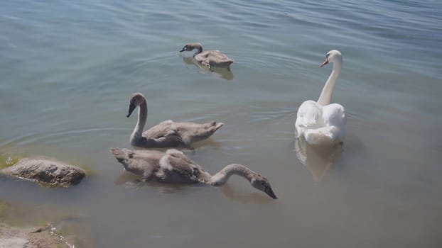 A swan with chicks swimming close to shore