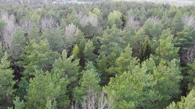 Spring green forest. Drone slow video view