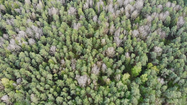 Spring green forest. Drone slow video view