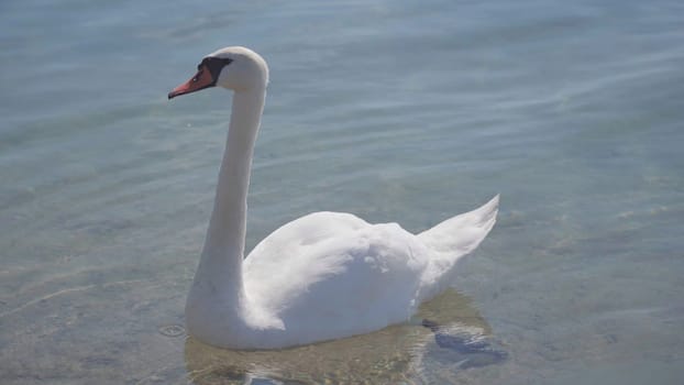 A swan close to shore in summer day