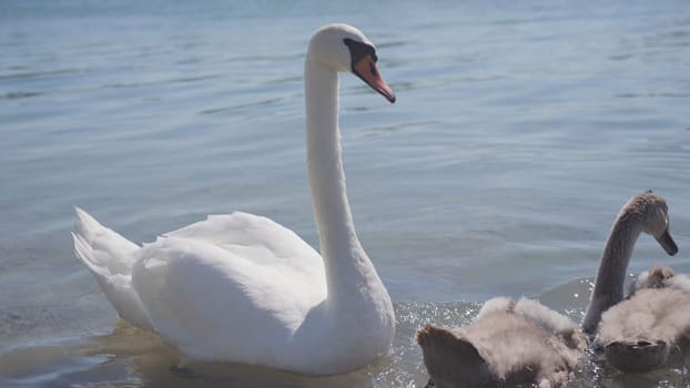 A swan with chicks swimming close to shore