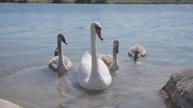 A swan with chicks swimming close to shore