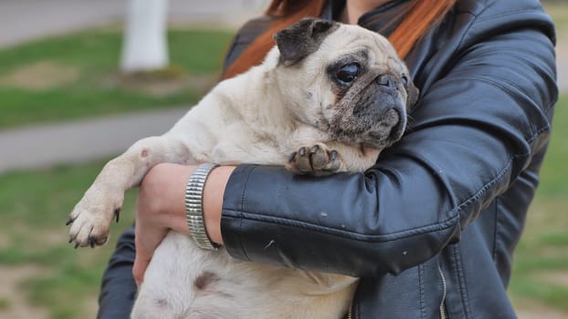 A fat pug dog in a woman's arms