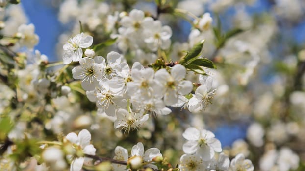 White apple blossoms in spring