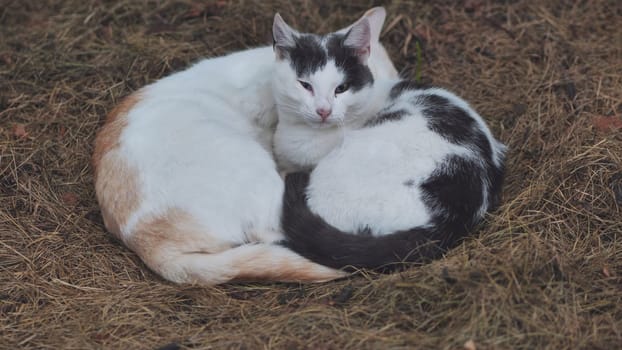 Two stray cats sleeping in the hay