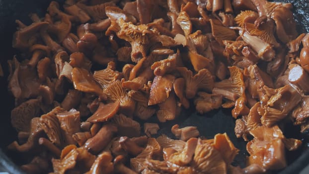 Chanterelles mushrooms are fried in a pan